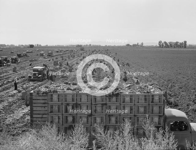 Large scale agriculture, near Meloland, Imperial Valley, 1939. Creator: Dorothea Lange.