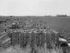 Large scale agriculture, near Meloland, Imperial Valley, 1939. Creator: Dorothea Lange