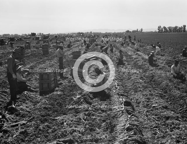 Large scale agriculture, near Meloland, Imperial Valley, 1939. Creator: Dorothea Lange.