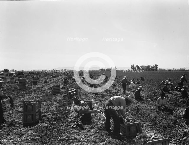 Large scale agriculture, near Meloland, Imperial Valley, 1939. Creator: Dorothea Lange.