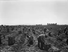 Large scale agriculture, near Meloland, Imperial Valley, 1939. Creator: Dorothea Lange