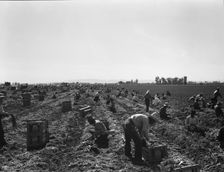 Large scale agriculture, near Meloland, Imperial Valley, 1939. Creator: Dorothea Lange
