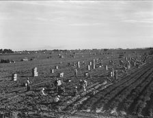 Large scale agriculture, near Meloland, Imperial Valley, 1939. Creator: Dorothea Lange