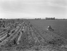 Large scale agriculture, near Meloland, Imperial Valley, 1939. Creator: Dorothea Lange