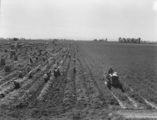Large scale agriculture, near Meloland, Imperial Valley, 1939. Creator: Dorothea Lange