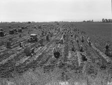 Large scale agriculture, near Meloland, Imperial Valley, 1939. Creator: Dorothea Lange