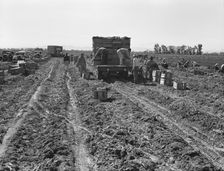 Large scale agriculture, near Meloland, Imperial Valley, 1939. Creator: Dorothea Lange