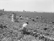 Large scale agriculture, near Meloland, Imperial Valley, 1939. Creator: Dorothea Lange