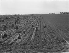 Large scale agriculture, near Meloland, Imperial Valley, 1939. Creator: Dorothea Lange