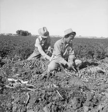 Large scale agriculture, near Meloland, Imperial Valley, 1939. Creator: Dorothea Lange