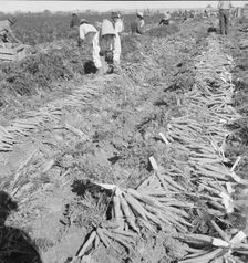 Large scale agriculture, near Meloland, Imperial Valley, 1939. Creator: Dorothea Lange