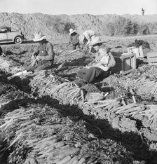 Large scale agriculture, near Meloland, Imperial Valley, 1939. Creator: Dorothea Lange