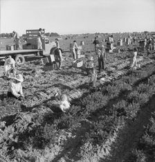 Large scale agriculture, near Meloland, Imperial Valley, 1939. Creator: Dorothea Lange