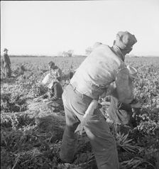 Large scale agriculture, near Meloland, Imperial Valley, 1939. Creator: Dorothea Lange
