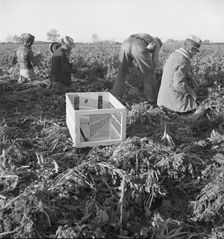 Large scale agriculture, near Meloland, Imperial Valley, 1939. Creator: Dorothea Lange