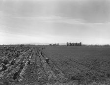 Large scale agriculture, near Meloland, Imperial Valley, 1939. Creator: Dorothea Lange