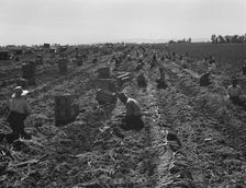 Large scale agriculture, near Meloland, Imperial Valley, 1939. Creator: Dorothea Lange