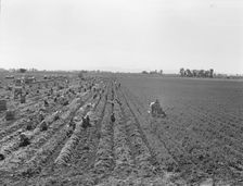 Large scale agriculture, near Meloland, Imperial Valley, 1939. Creator: Dorothea Lange