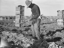 Large scale agriculture, near Meloland, Imperial Valley, 1939. Creator: Dorothea Lange