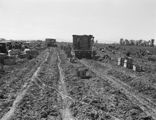 Large scale agriculture, near Meloland, Imperial Valley, 1939. Creator: Dorothea Lange