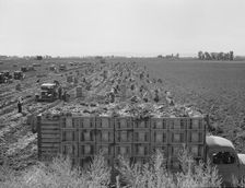 Large scale agriculture, near Meloland, Imperial Valley, 1939. Creator: Dorothea Lange