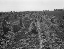 Large scale agriculture, near Meloland, Imperial Valley, 1939. Creator: Dorothea Lange