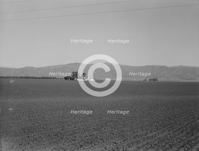 Large-scale agriculture (peas) and old style California ranch house, near King City, CA , 1939. Creator: Dorothea Lange.