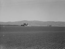 Large-scale agriculture (peas) and old style California ranch house, near King City, CA , 1939. Creator: Dorothea Lange