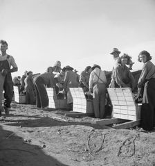 Large-scale industrialized agriculture, Calipatria, Imperial Valley, California, 1939. Creator: Dorothea Lange