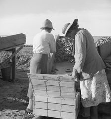 Large-scale industrialized agriculture, Calipatria, Imperial Valley, California, 1939. Creator: Dorothea Lange