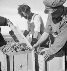 Large-scale industrialized agriculture, Calipatria, Imperial Valley, California, 1939. Creator: Dorothea Lange