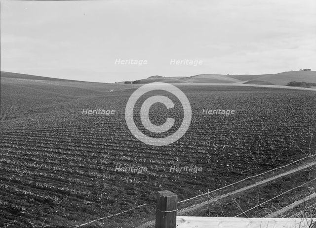 Large-scale pea fields, near San Juan Bautista, California , 1939. Creator: Dorothea Lange.