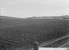 Large-scale pea fields, near San Juan Bautista, California , 1939. Creator: Dorothea Lange