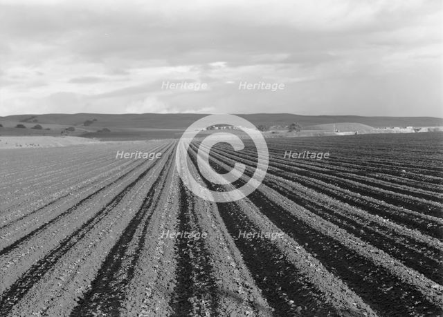Large-scale pea fields, near San Juan Bautista, California, 1939. Creator: Dorothea Lange.
