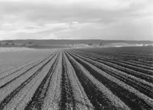 Large-scale pea fields, near San Juan Bautista, California, 1939. Creator: Dorothea Lange