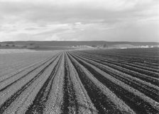 Large-scale pea fields, near San Juan Bautista, California, 1939. Creator: Dorothea Lange