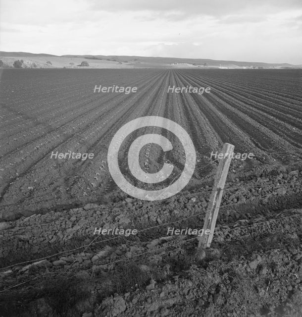 Large-scale pea fields, near San Juan Bautista, California, 1939. Creator: Dorothea Lange.