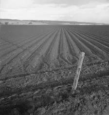Large-scale pea fields, near San Juan Bautista, California, 1939. Creator: Dorothea Lange
