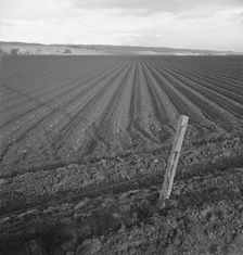 Large-scale pea fields, near San Juan Bautista, California, 1939. Creator: Dorothea Lange