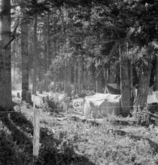 Large private auto camp in woods at end of day, near West Stayton, Marion County, Oregon, 1939. Creator: Dorothea Lange