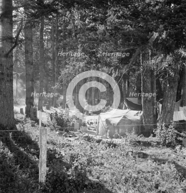 Large private auto camp in woods at end of day, near West Stayton, Marion County, Oregon, 1939. Creator: Dorothea Lange.
