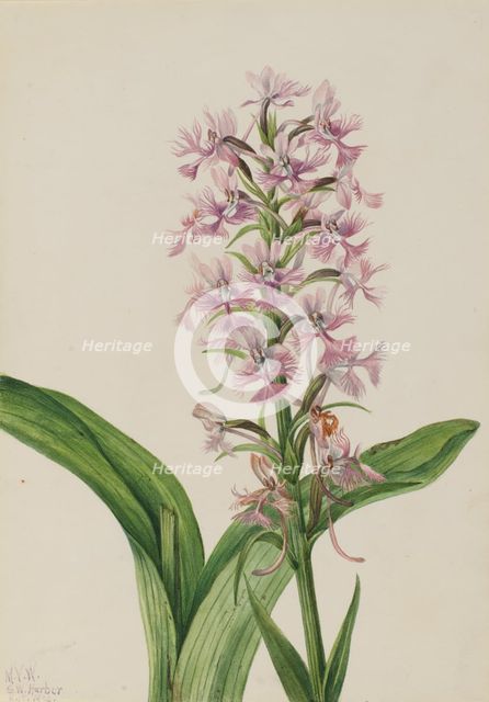 Large Purple Fringe-Orchid (Habenaria grandiflora), 1926. Creator: Mary Vaux Walcott.