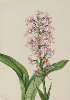 Large Purple Fringe-Orchid (Habenaria grandiflora), 1926. Creator: Mary Vaux Walcott