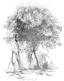 Large Rose-Tree (Hybrid China), at Mr. Buxton's Gardens, Wandsworth-Road, 1850. Creator: Unknown