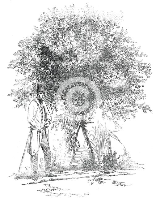 Large Rose-Tree (Hybrid China), at Mr. Buxton's Gardens, Wandsworth-Road, 1850. Creator: Unknown.