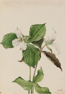 Large White Trillium (Trillium grandiflorum), 1923. Creator: Mary Vaux Walcott