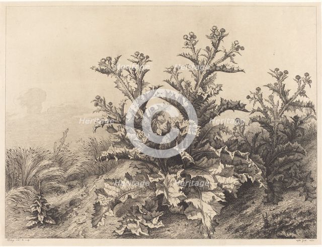 Large Thistle, 1843. Creator: Eugene Blery.