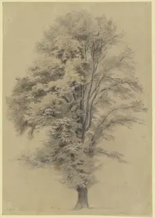 Large tree, c1830-1880. Creator: Jakob Dielmann