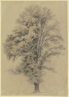 Large tree, c1830-1880. Creator: Jakob Dielmann