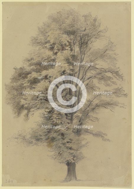 Large tree, c1830-1880. Creator: Jakob Dielmann.